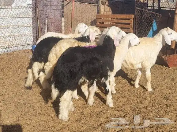 طليان ذبايح تم البيع 6