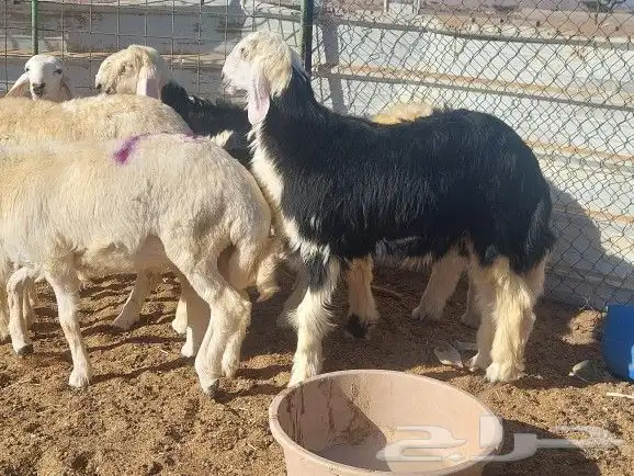 طليان ذبايح تم البيع 8
