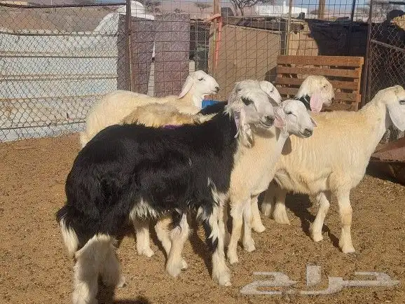 طليان ذبايح تم البيع 5