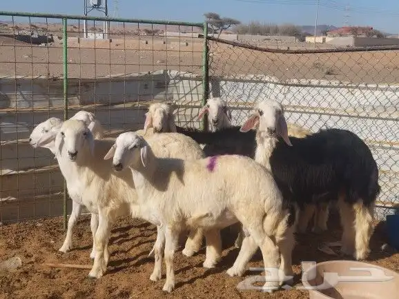 طليان ذبايح تم البيع 9