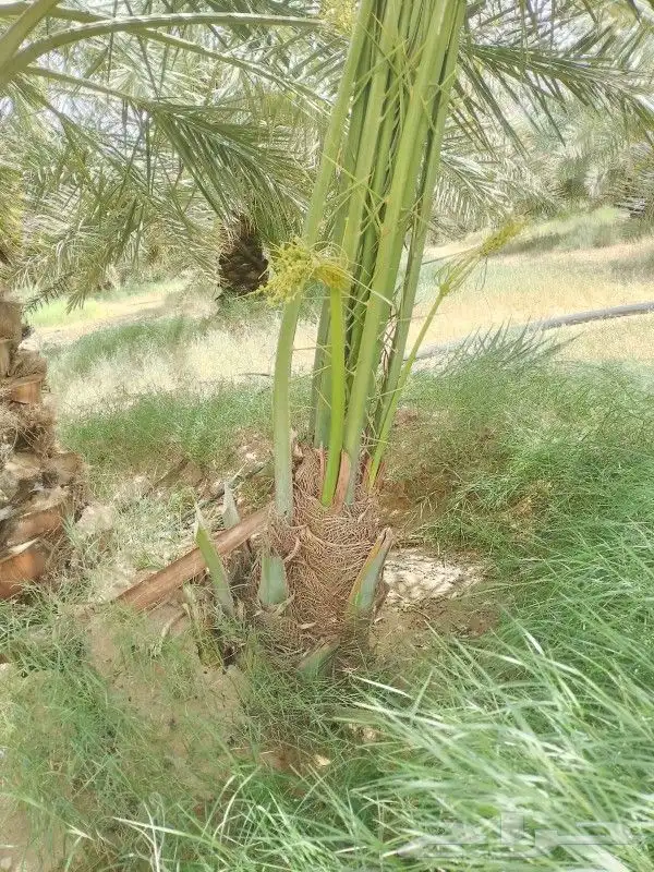 مشاءالله تبارك الله نخل طالع اليوم 3