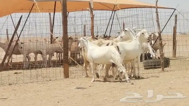 معزه بيشيه العدد 5 روس 4