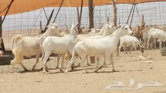 معزه بيشيه العدد 5 روس 9