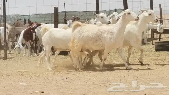 معزه بيشيه العدد 5 روس 1