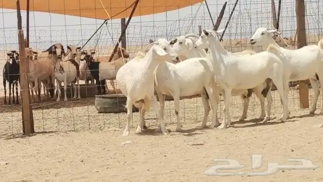 معزه بيشيه العدد 5 روس 6