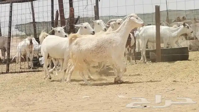 معزه بيشيه العدد 5 روس 2