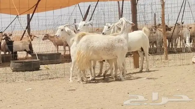 معزه بيشيه العدد 5 روس 7