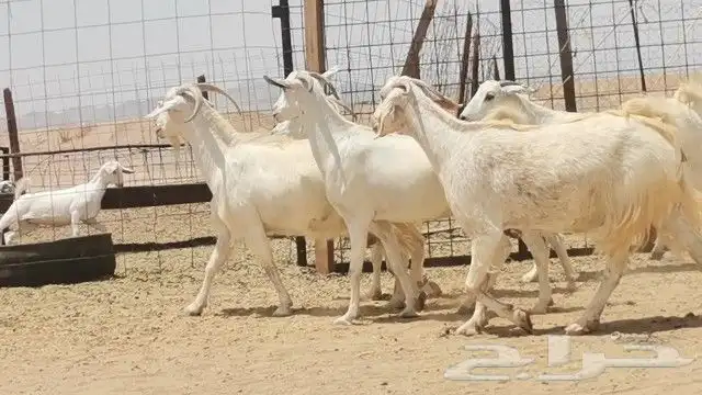 معزه بيشيه العدد 5 روس 3
