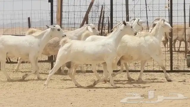 معزه بيشيه العدد 5 روس 5