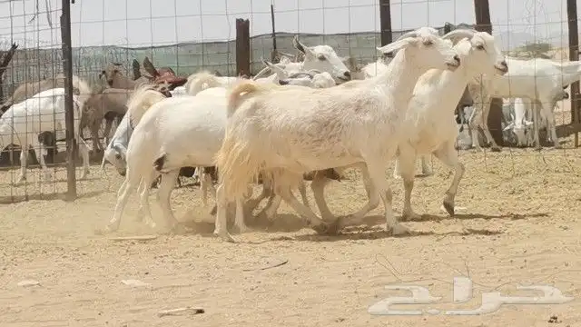 معزه بيشيه العدد 5 روس 0