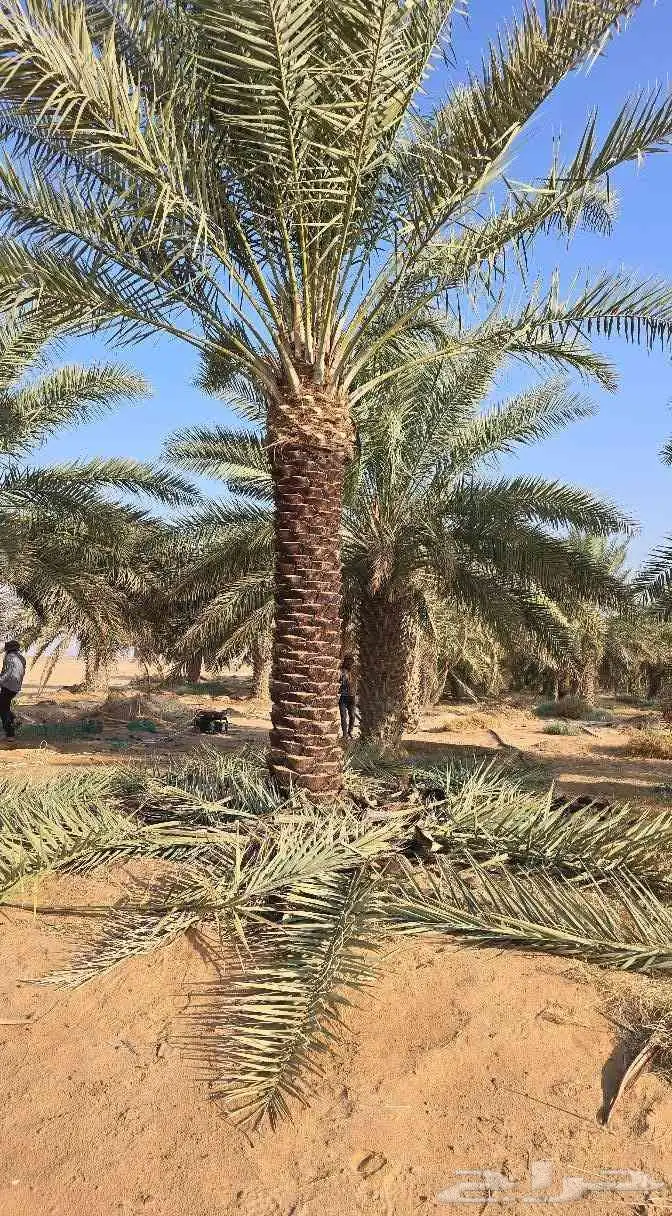 مقاول شبوك ونخل واشجار 3