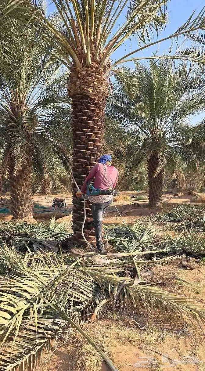 مقاول شبوك ونخل واشجار 4