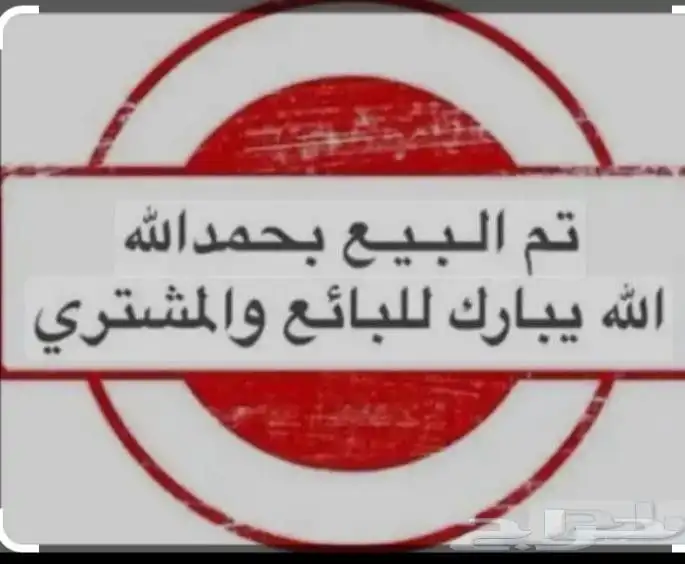 صيصان بلدي فيومي تركي فرنسي 7