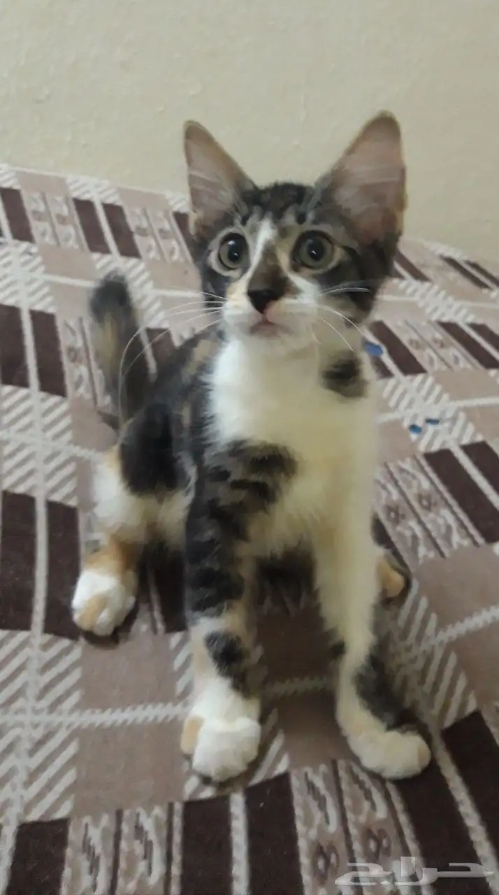 تبني قطط صغار 0