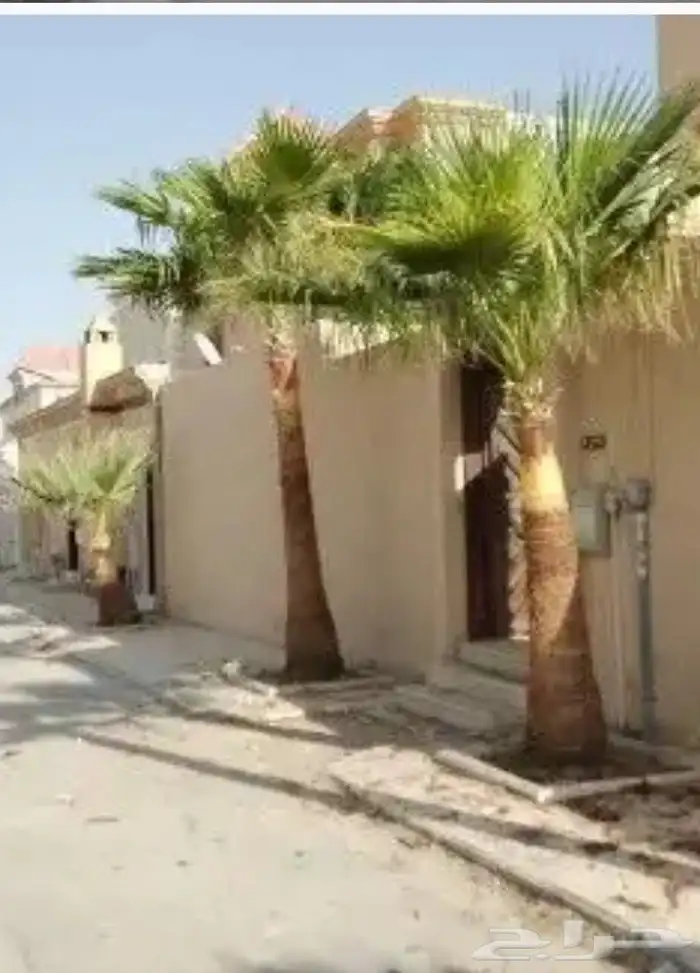 تكريب نخيل وقص اشجار 1
