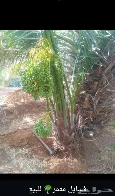 فسايل ونخيل بجميع أنواعها 5