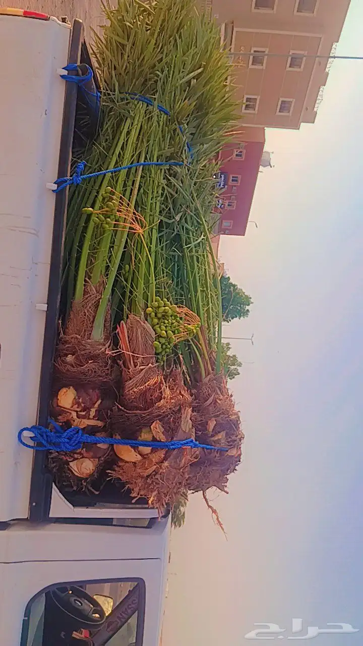 يوجد لدينا جميع انواع النخيل المثمرة وزينه اتواصل جوال 05065 1