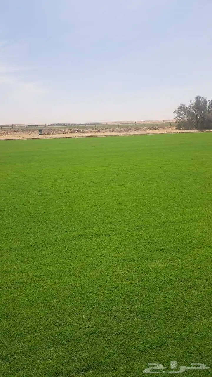 ثيل الخرج فرنسي ممتاز 2