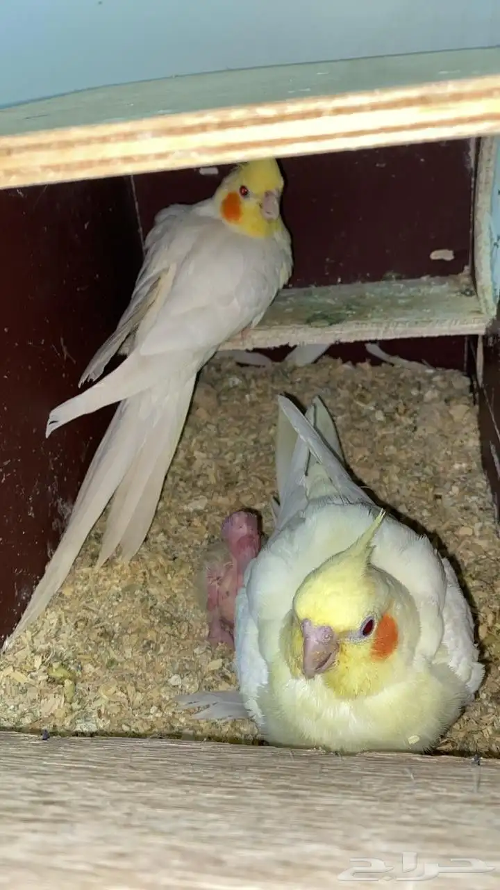 فروخ كروان 2