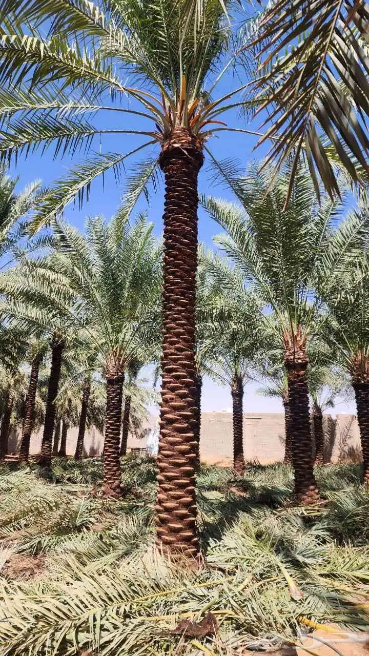 مقاول نخل 2