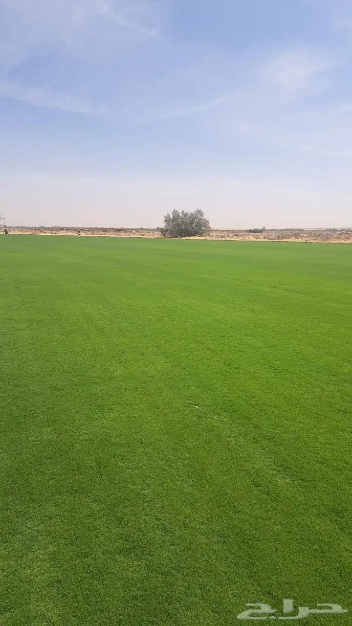 ثيل الخرج فرنسي ممتاز 5