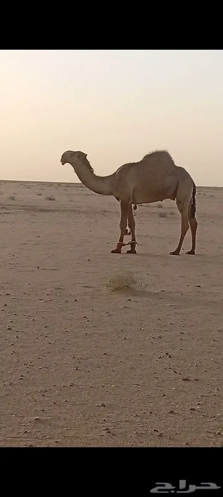 بعير اصفر جذع دبيان 1