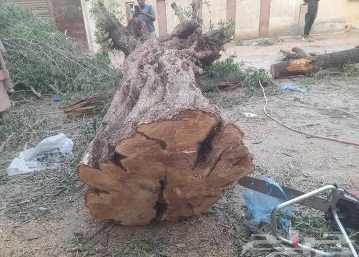 تكريب نخيل وقص اشجار 6