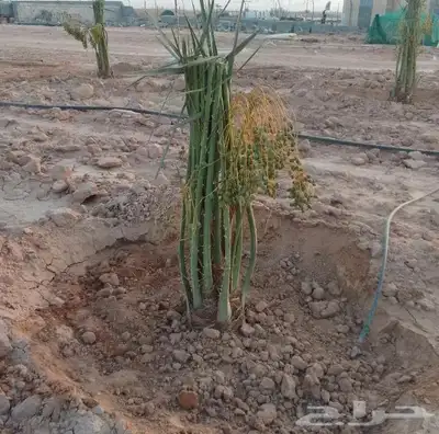 فسايل ونخيل بجميع أنواعها 6