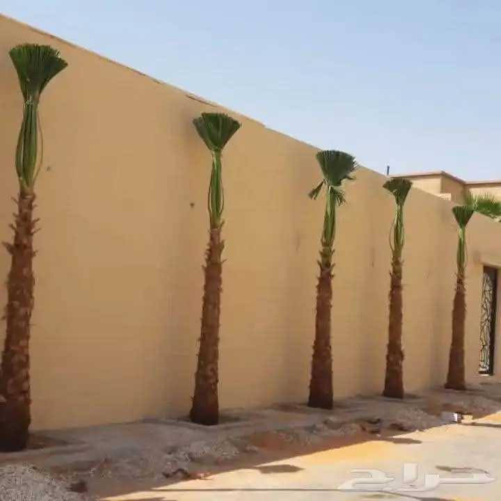 مقاول نخل 3