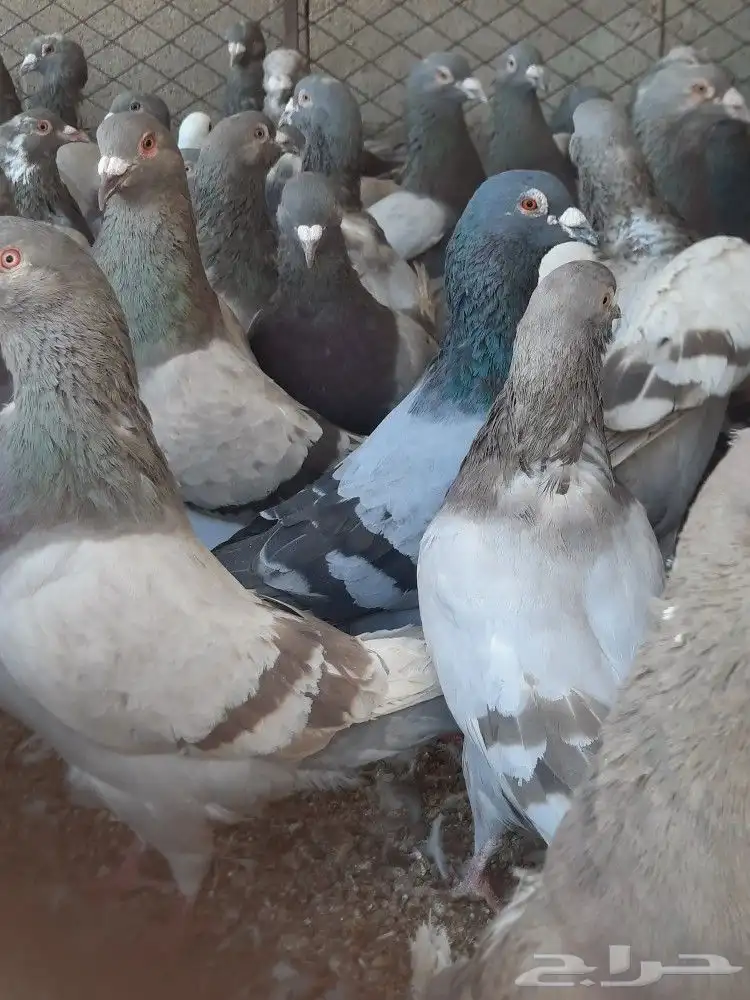 حمام سلفر سوبر جانبو 1
