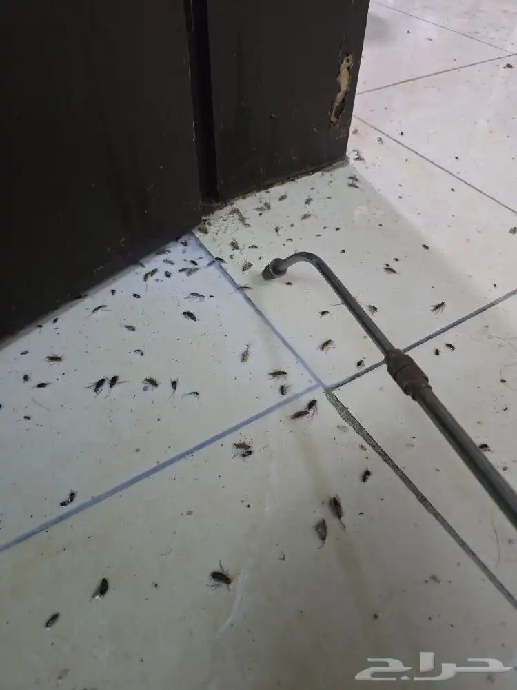 شركة مكافحة حشرات رش مبيدات رش حشرات مبيد حشره الدمام الخبر 3