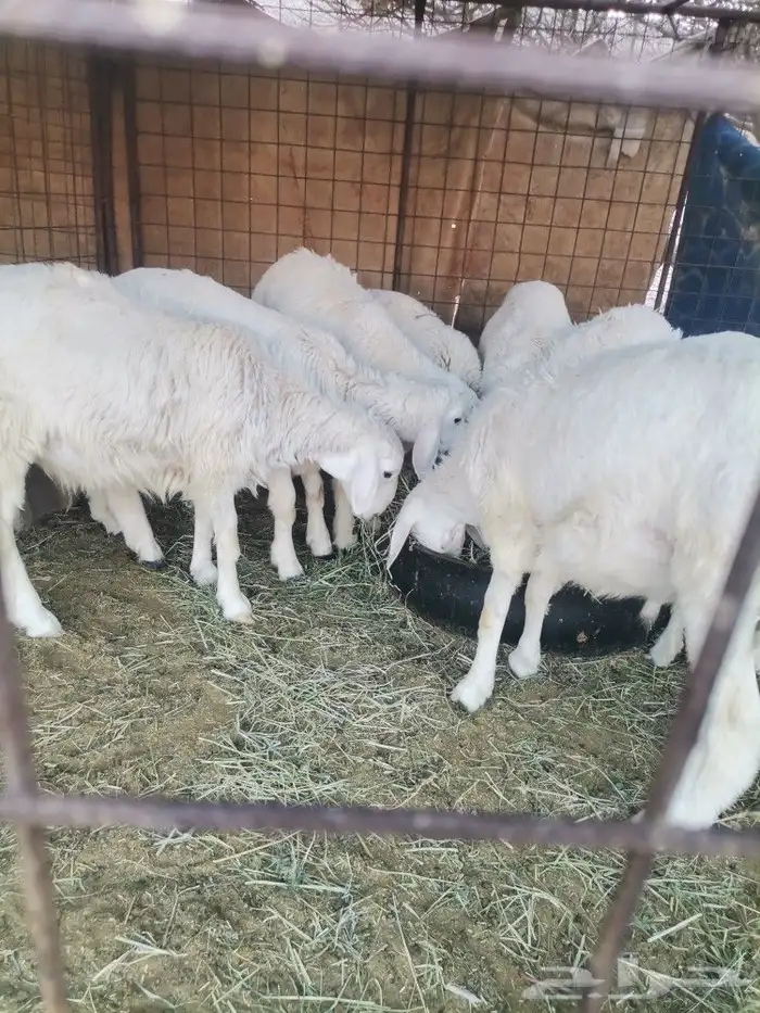 10 طليان للبيع 0
