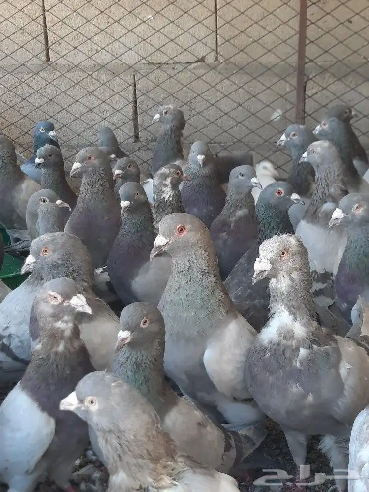 حمام سلفر سوبر جانبو 4