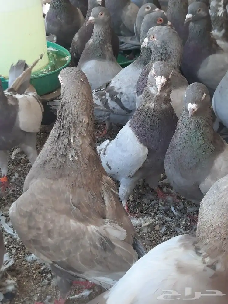حمام سلفر سوبر جانبو 5