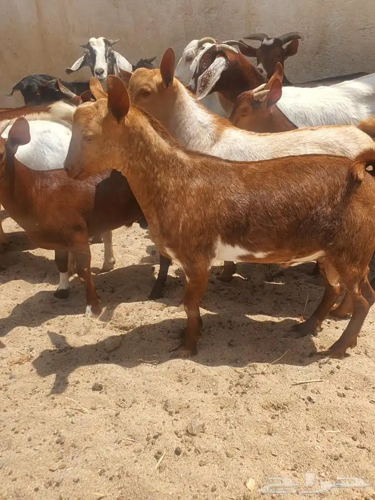 خرفان جبره مناسبات نظاف وسمان احدرفيده مقابل فندق كيان 7