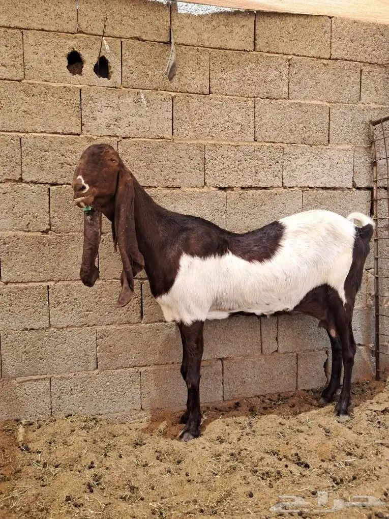 عنز هولنديه صنف 1