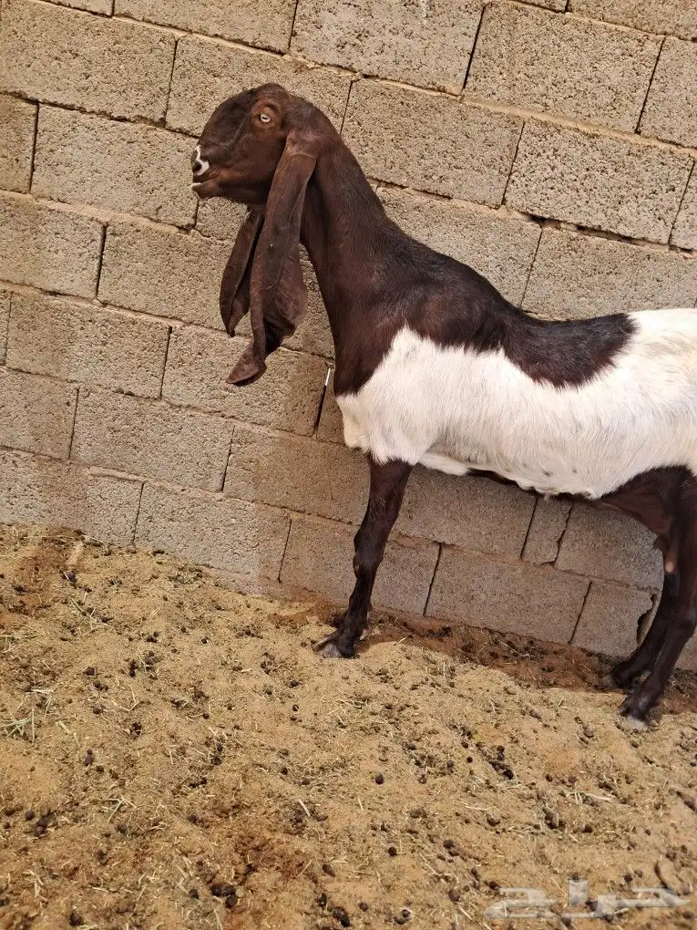 عنز هولنديه صنف 0