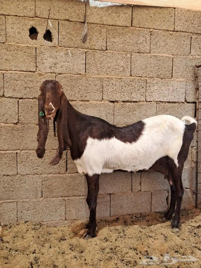 عنز هولنديه صنف 2