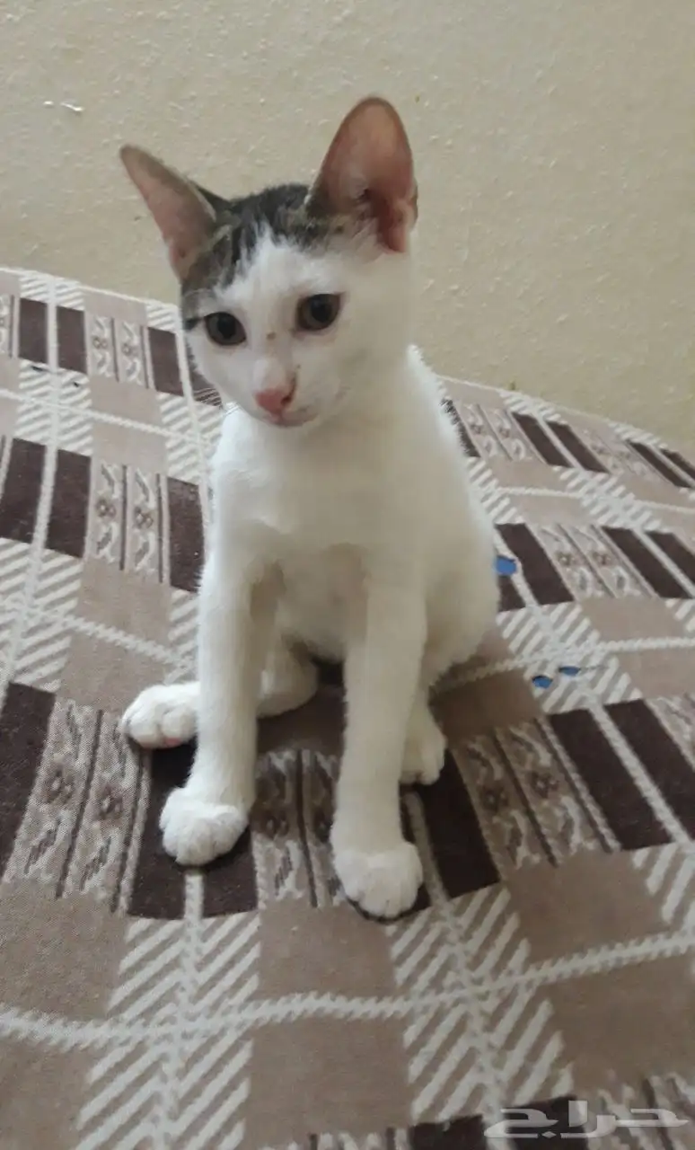 تبني قطط صغار 1