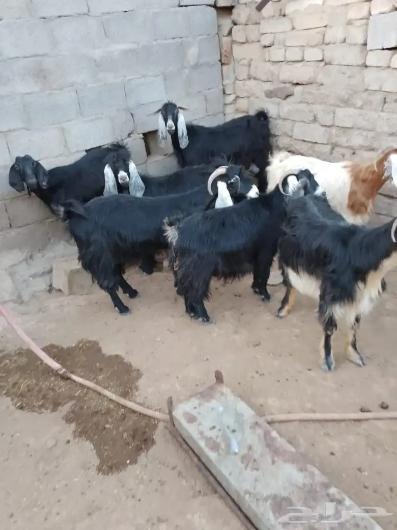 معزا عوارض 0