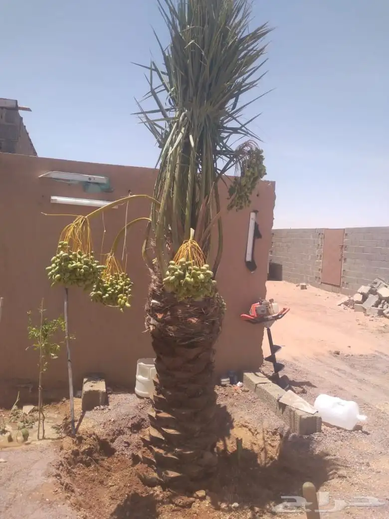 عندنا جميع انواع نخل عربي وشنطني وشتلات متوجدين ابها نجران 4
