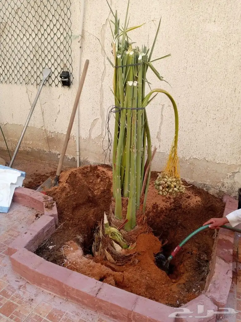 نخل مثمر للبيع نقايل صقعي برحي سكري شيشي مجدول ونانه روثان 2