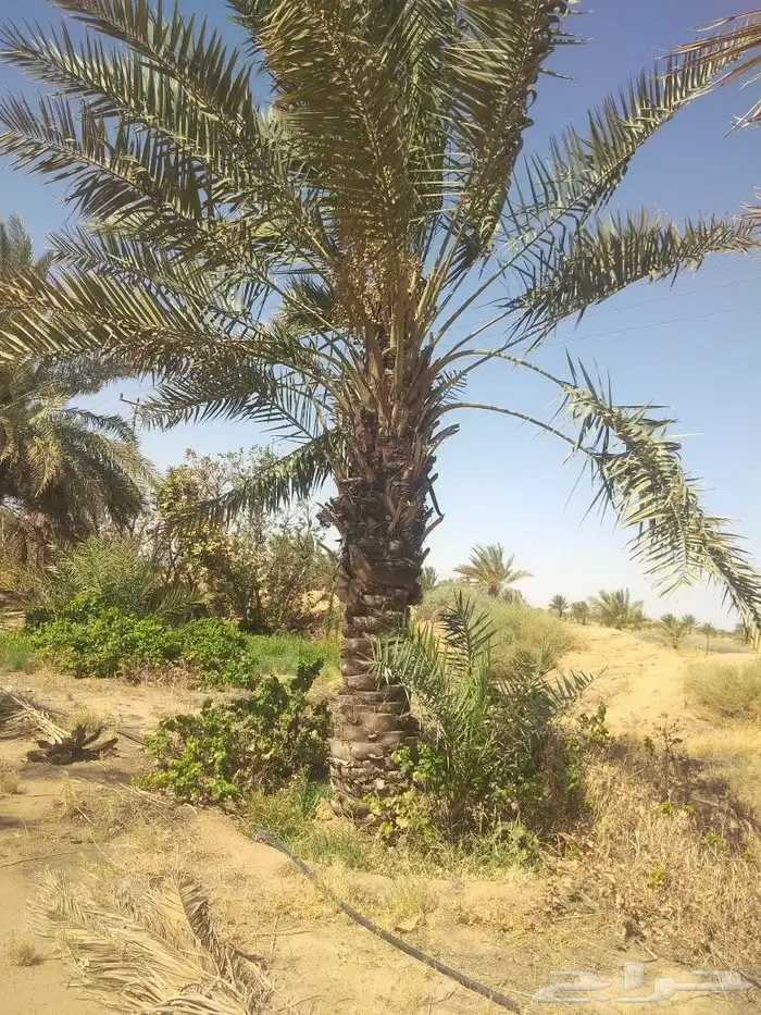 صقعي وهلالي 0