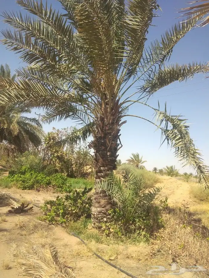 صقعي وهلالي 4