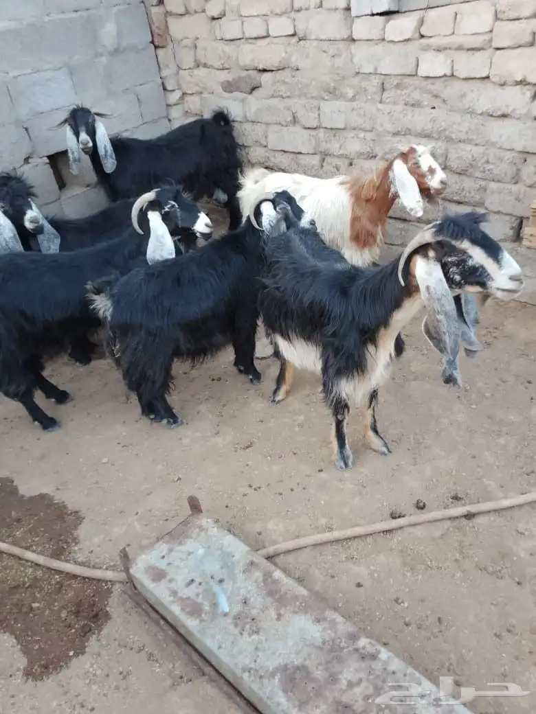 معزا عوارض 1