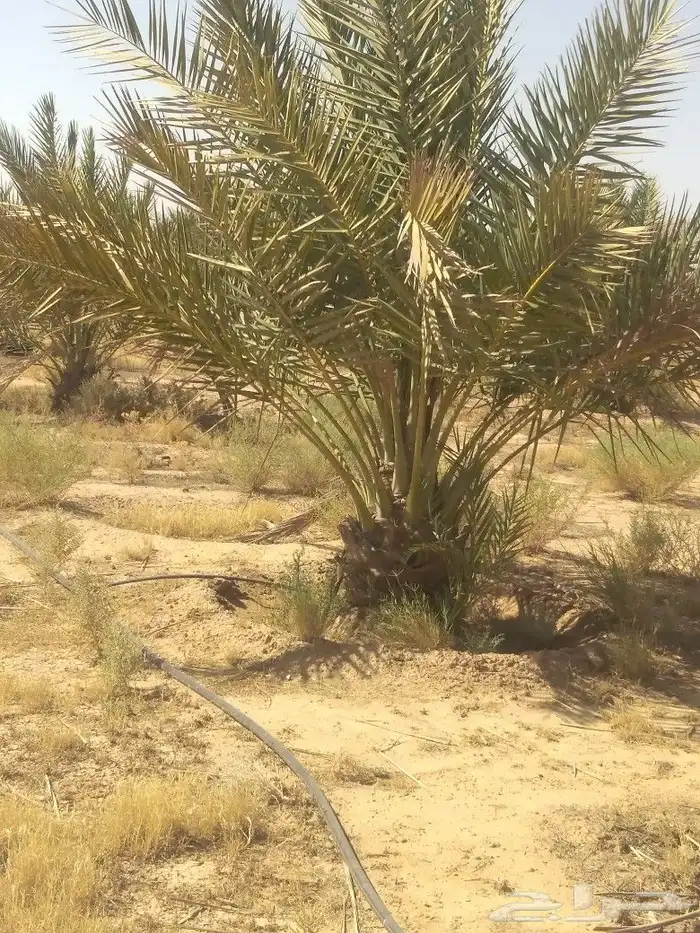 صقعي وهلالي 3