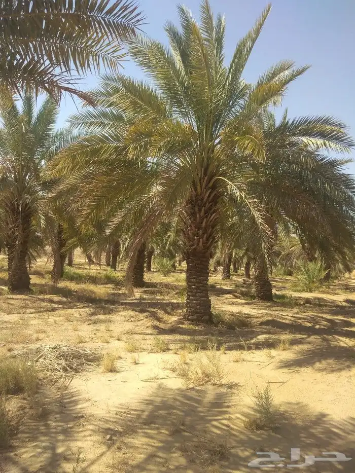 صقعي وهلالي 5