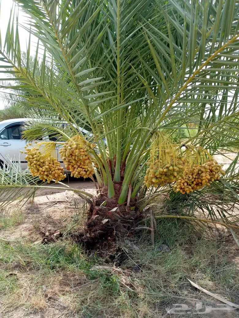 نخل مثمر للبيع نقايل صقعي برحي سكري شيشي مجدول ونانه روثان 1