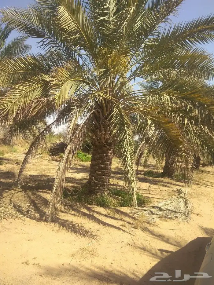 صقعي وهلالي 9
