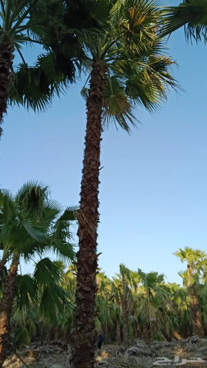 مقاول شبوك 4